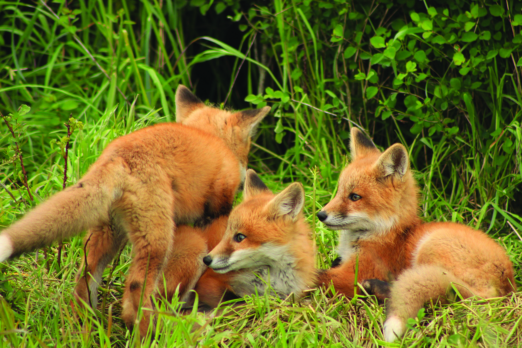 Three orange fox kits sitting in grass field.