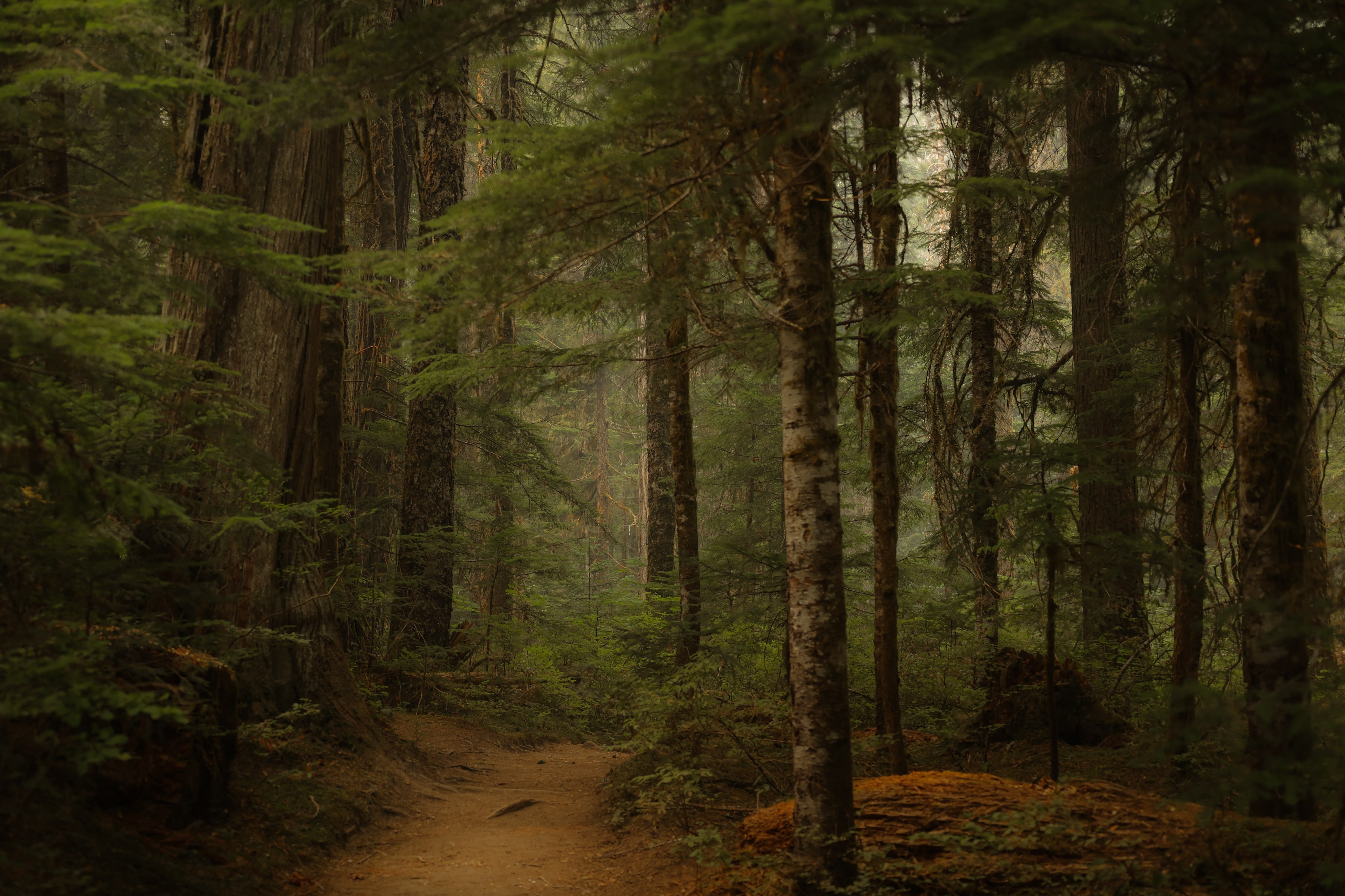Grand Prize Paul Brennan Pine forest in smokey haze.