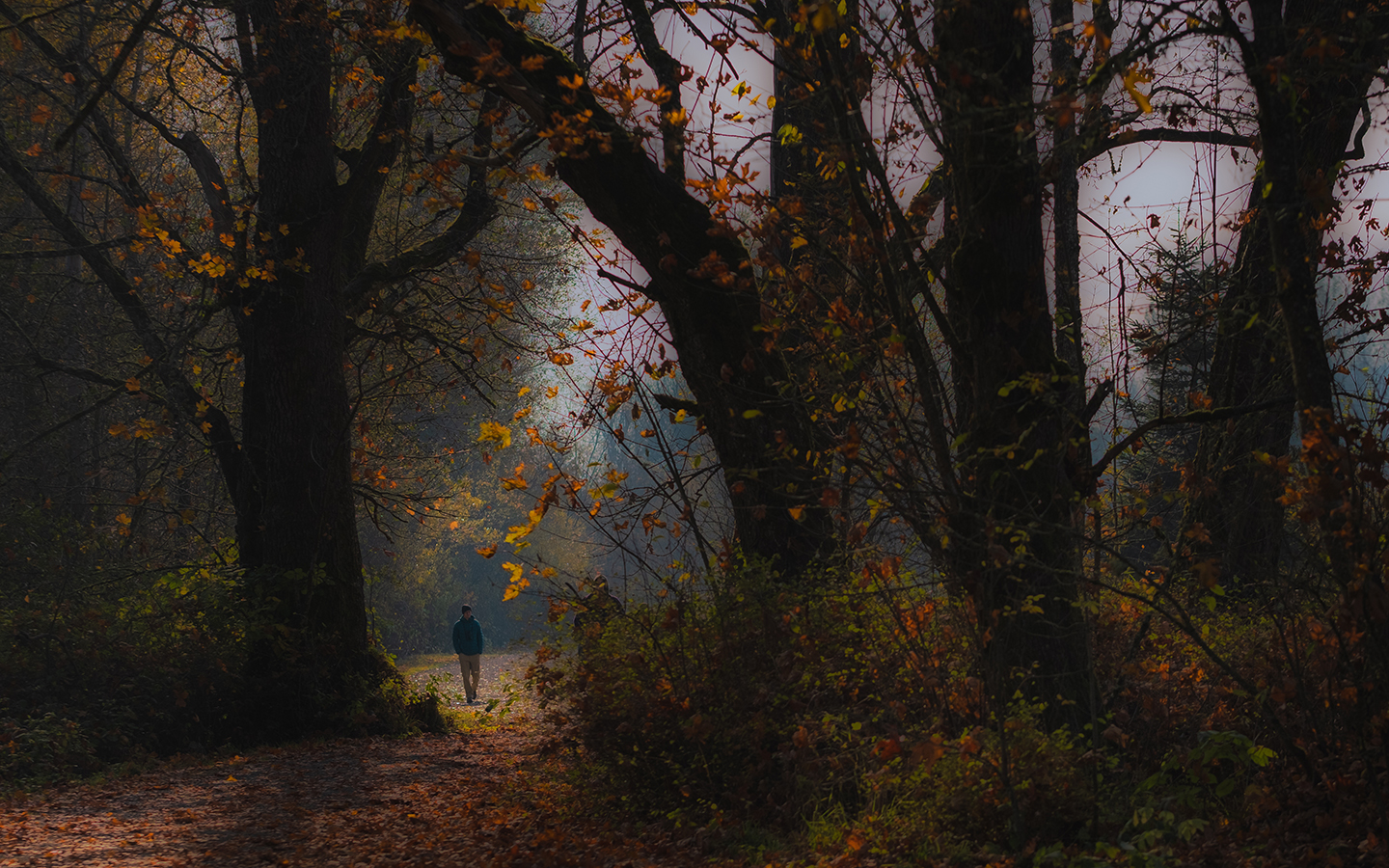 Grand prize 2024 Michael Mixon A hiker walks through a patch of light on a trail amid fall colors.
