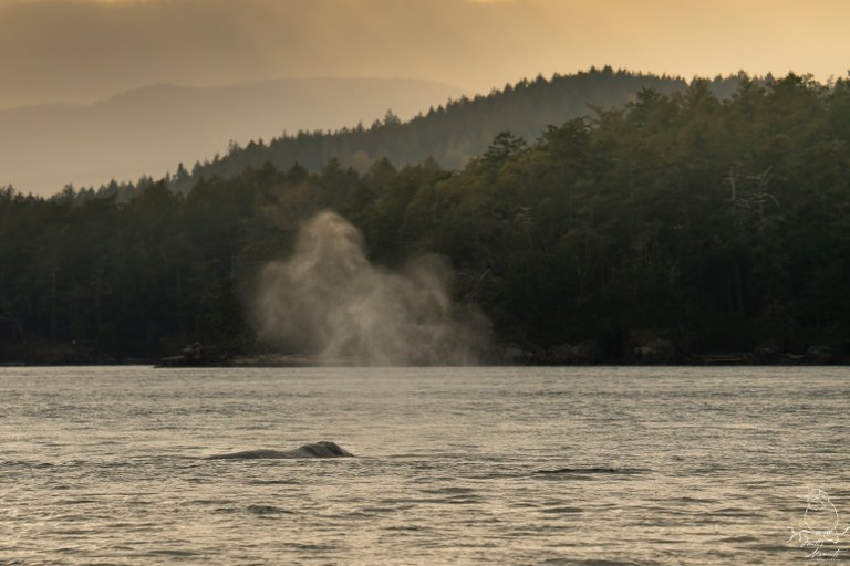 A gray whale coming out of the water in the Salish Sea. Photo by Matt Leaman.