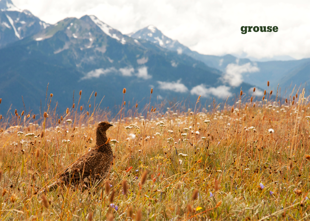 G is for grouse. Photo by Tyler Davis.