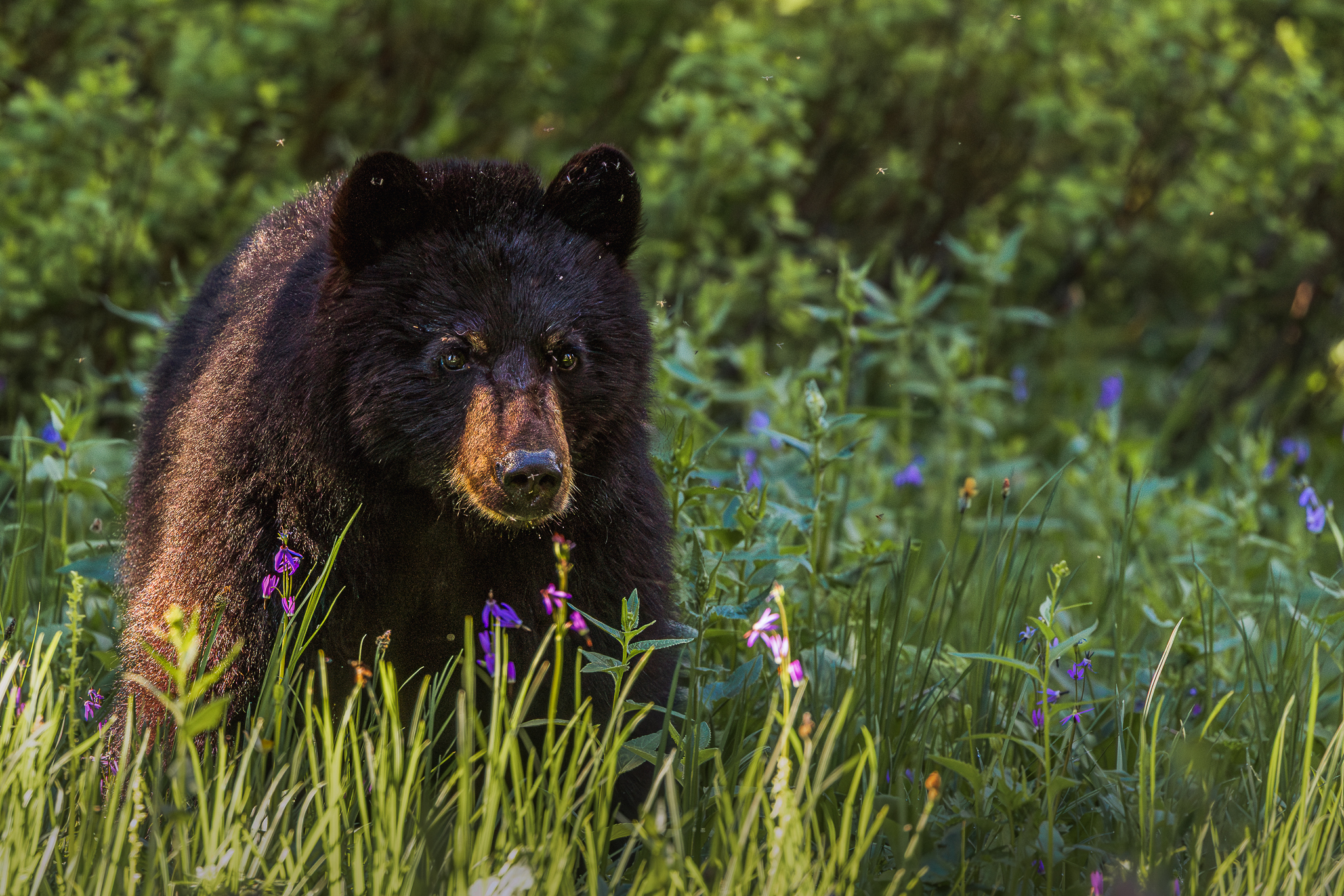 Instagram Winner photo by Jolena Tagg Black bear amoungst colorful wildflowers.