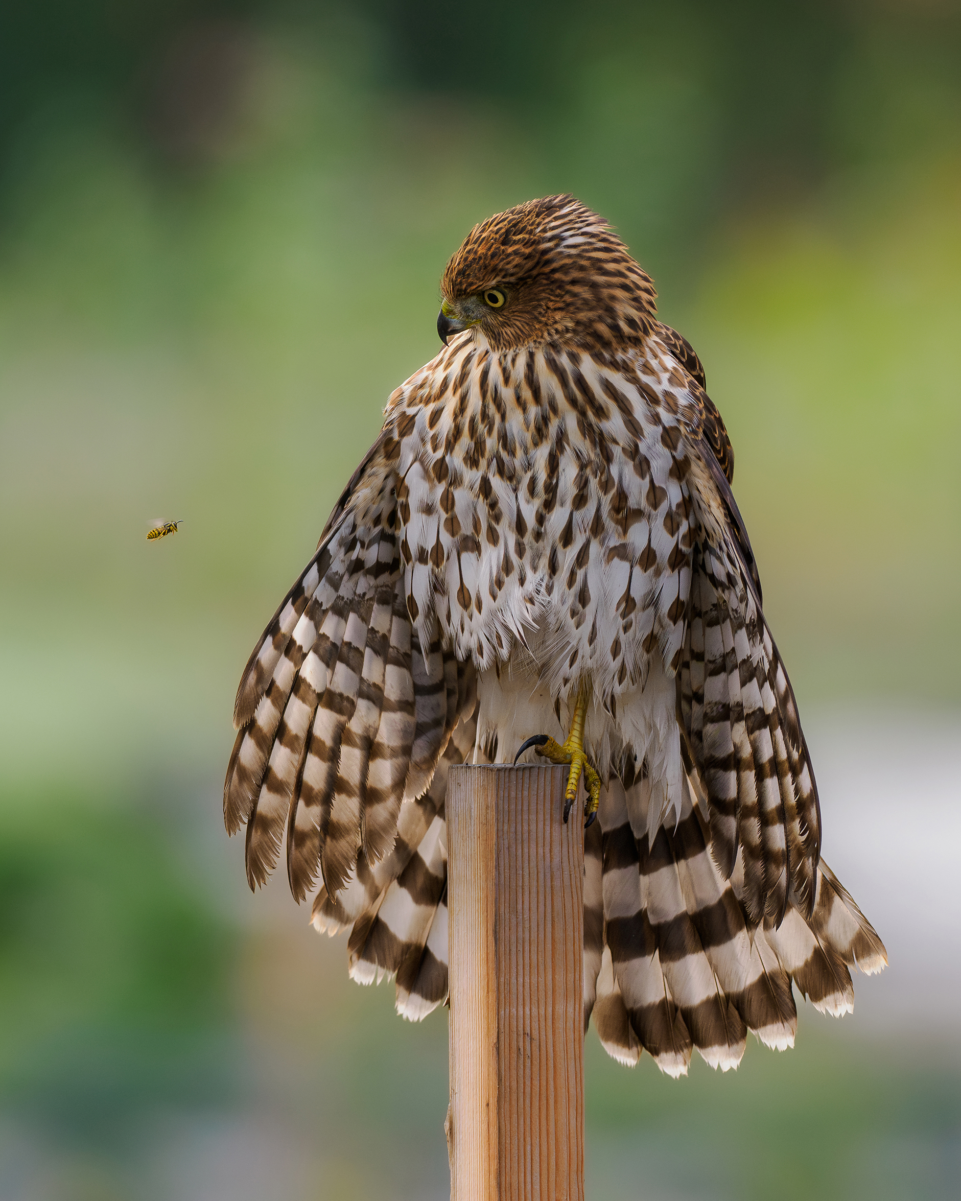 Instagram Bruno Grande A hawk stares at a flying wasp.