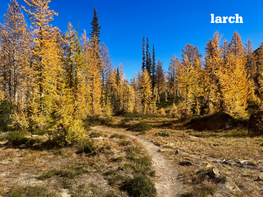 L is for larch. Photo by Laura Follis.