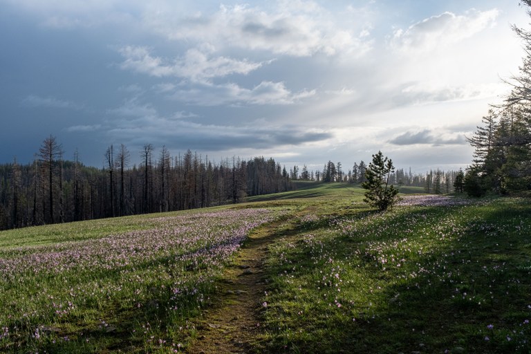 A trail winds through an open meadow with a cloudy sky behind. 