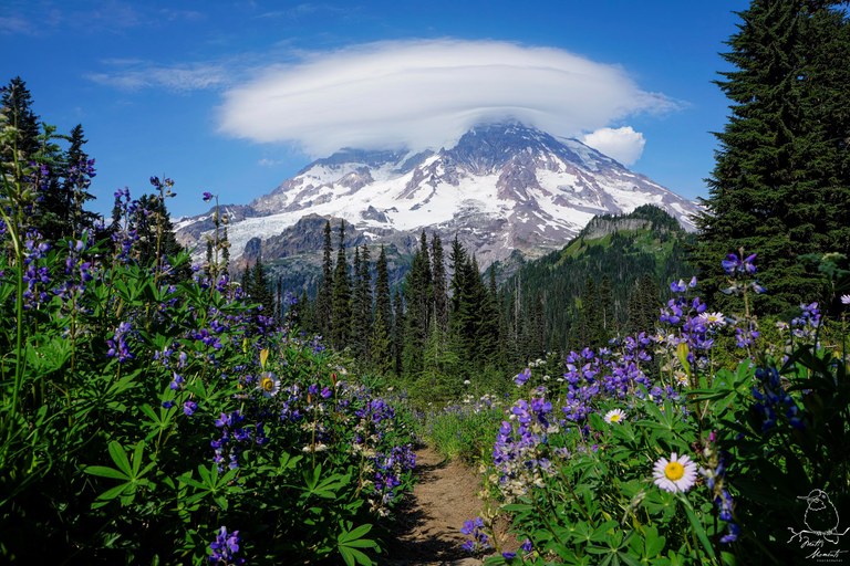 Mount Rainier from Indian Henry's Cabin trail, with lenticular cloud and wildflowers. Photo by Matt Leaman.