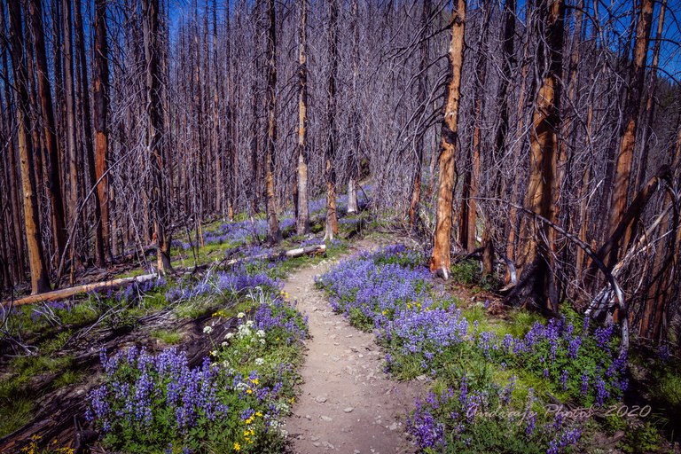 noble knob Audray Reed.jpg