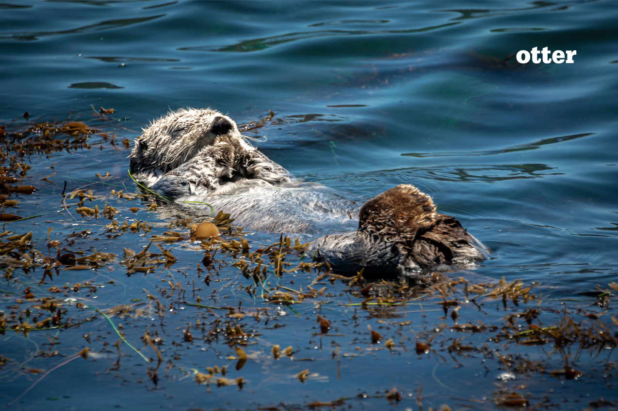O is for otter. Photo by Andrew Koehn.