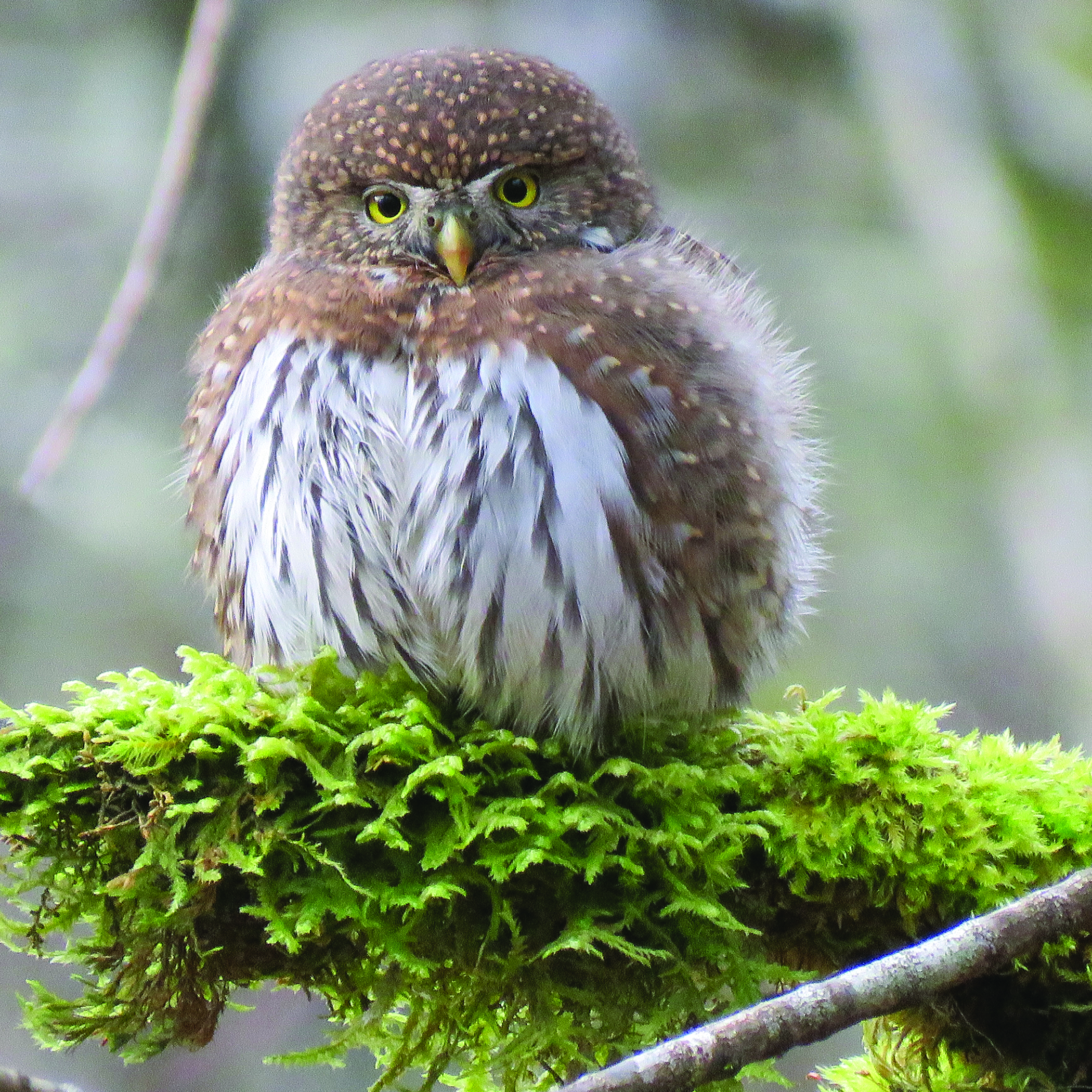 Owl Fledgling sits on mossy tree branch.