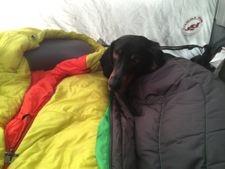 A small dog cuddles in a colorful sleeping bag. 