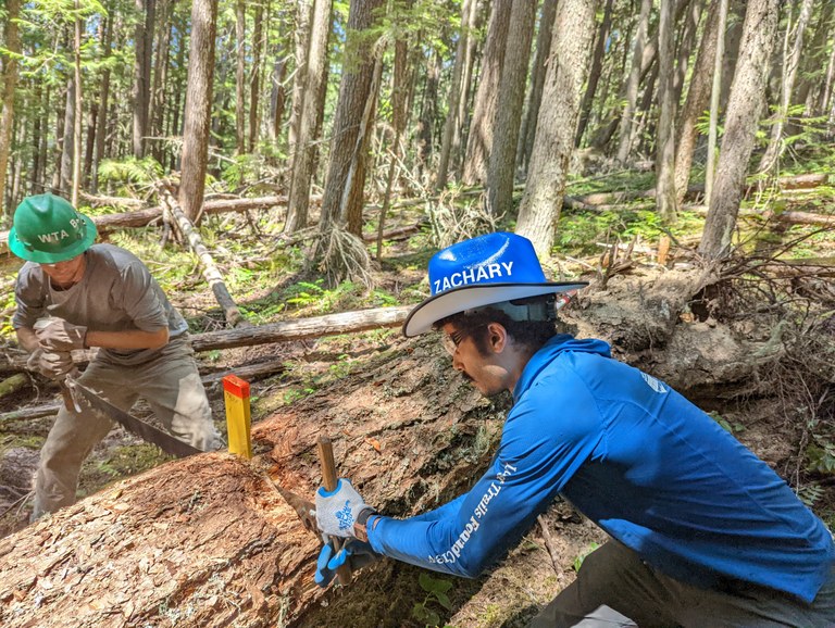 This crosscut saw helped clear a lot of trails this year, including at this work party near Mount Rainier. Photo by Zachary Toliver. Two trail workers wield the crosscut saw to saw through a large blowdown on trail.