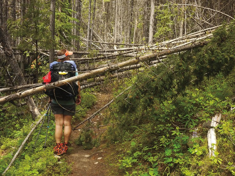 Trail block by tree. Photo by Todd Schneider. 