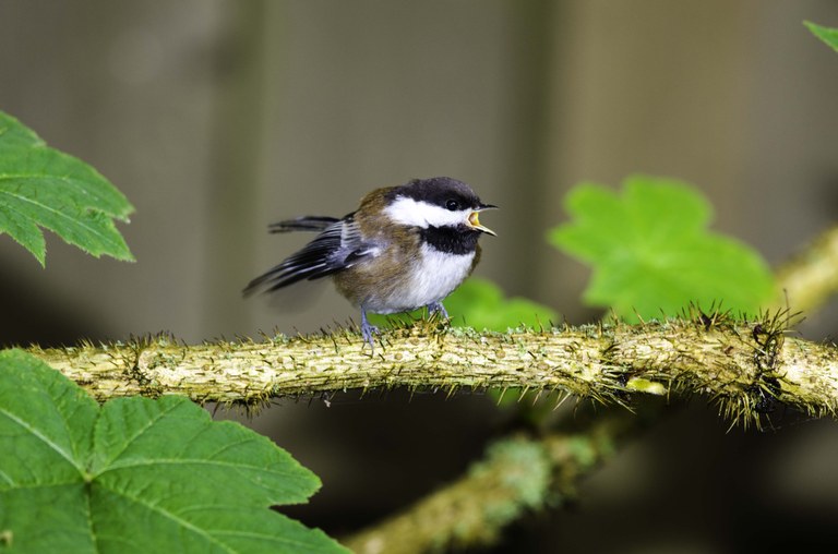 Chickadee. Photo by Al Dodson.