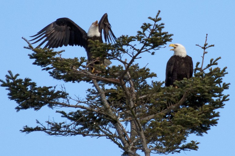 Eagles. Photo by Mark Fenn.