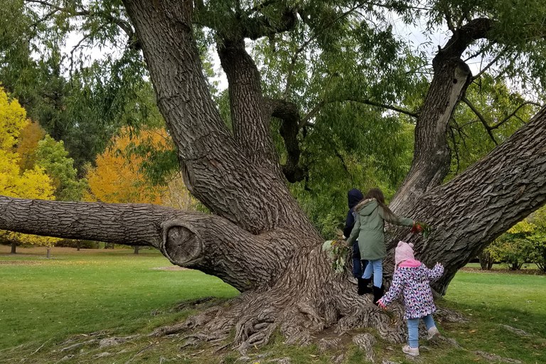 Finch Arboretum Hikers explore the arboretum