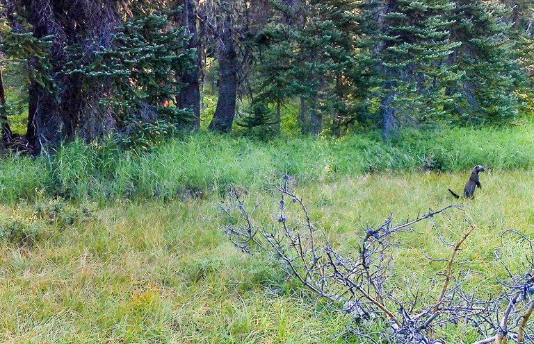 Fisher. Photo courtesy Roger Christophersen. Fisher. Photo courtesy Roger Christophersen.