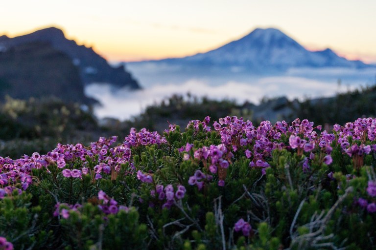 Flowers along the Goat Rocks Flowers along the Goat Rocks