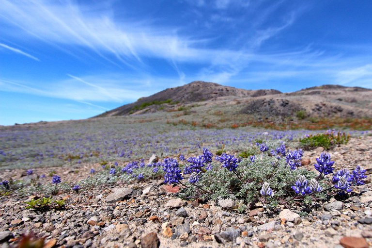 Lupine growing low to the ground.