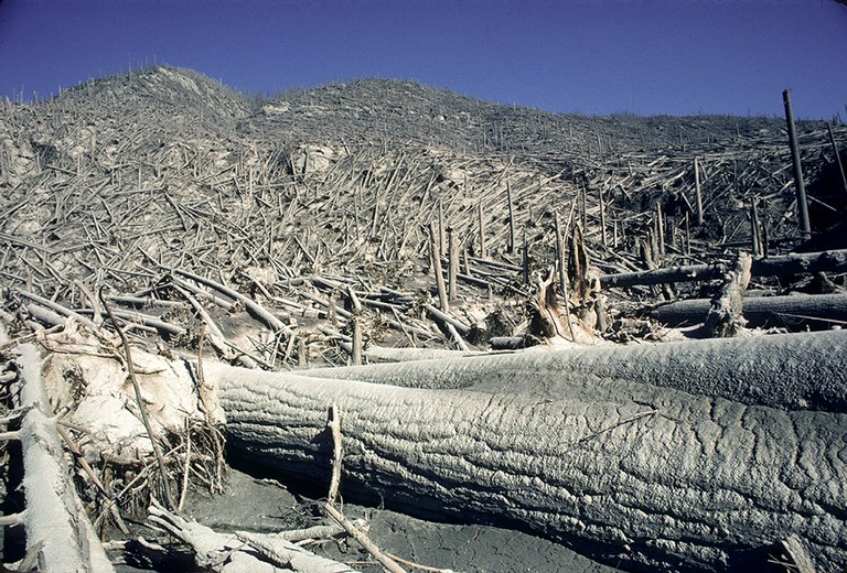 Fallen trees and ash cover the ground after the Mount St. Helens eruption.