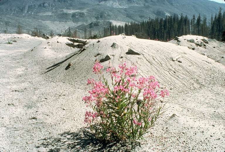 A fireweed plant growing out of ash and pumice deposits near Mount St. Helens after the eruption. 