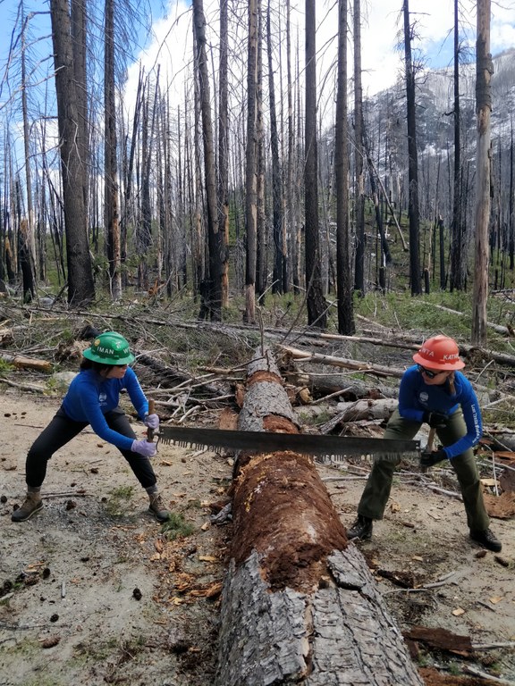 Iman and a fellow Lost Trails Found crew member hold each end of a crosscut as they saw a log in a burn zone.