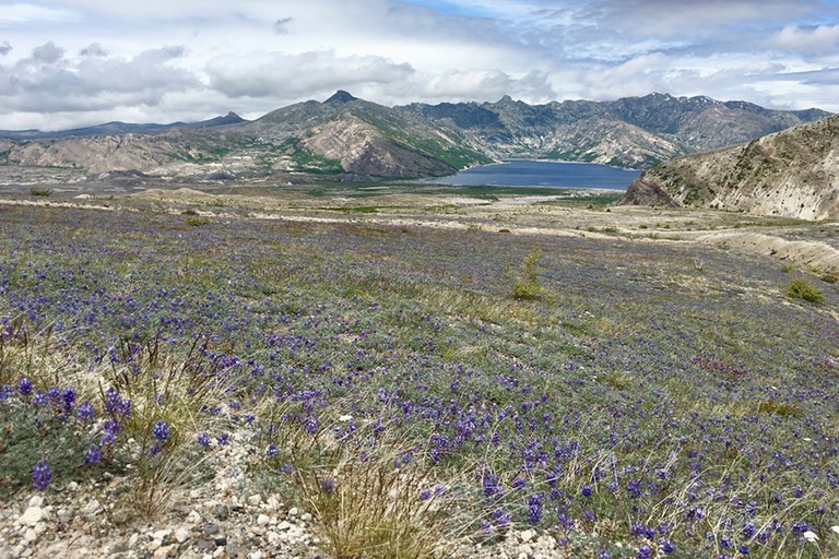 A carpet of lupines all the way to a lake far below. 