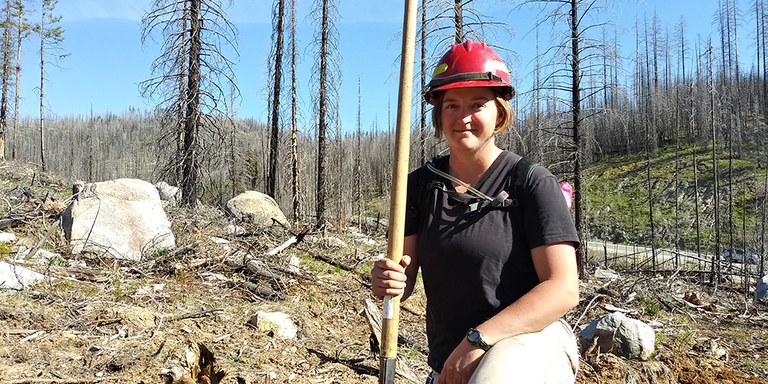 A forest service employee kneels in a former burn area with a shovel, while wearing a red hard hat.