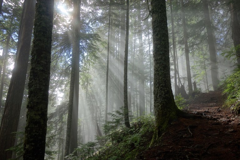 Fog on McClellan Butte Fog on McClellan Butte