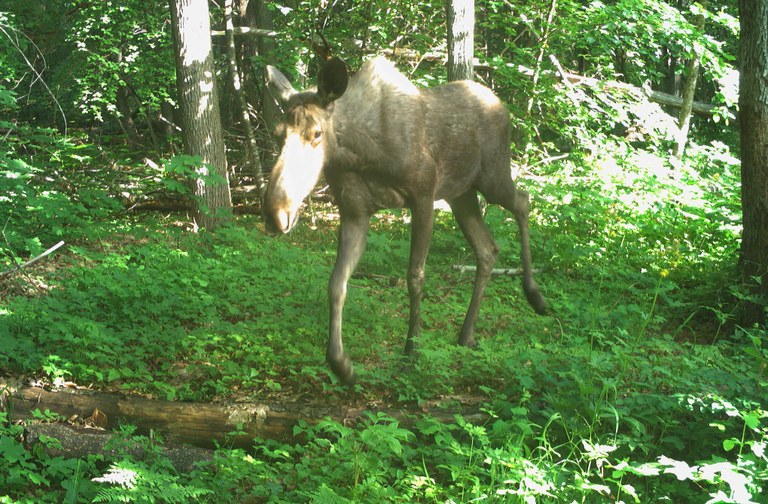 Moose. Photo courtesy Roger Christophersen. Moose. Photo courtesy Roger Christophersen.