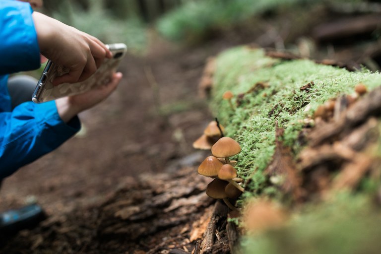 Mushrooms. Photo by Andrea Laughery.jpg