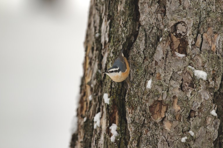 Nuthatch. Photo by Taryn Graham.