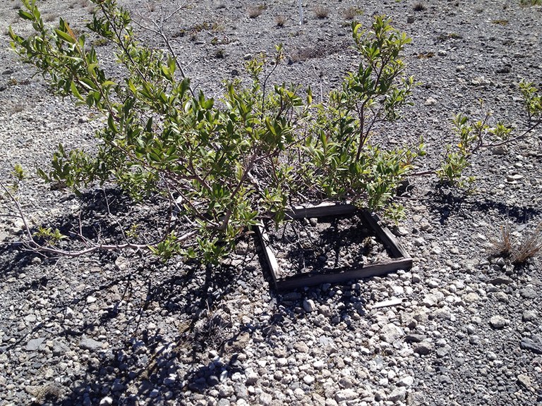 A shrub growing out of an old wooden vegetation plot. 