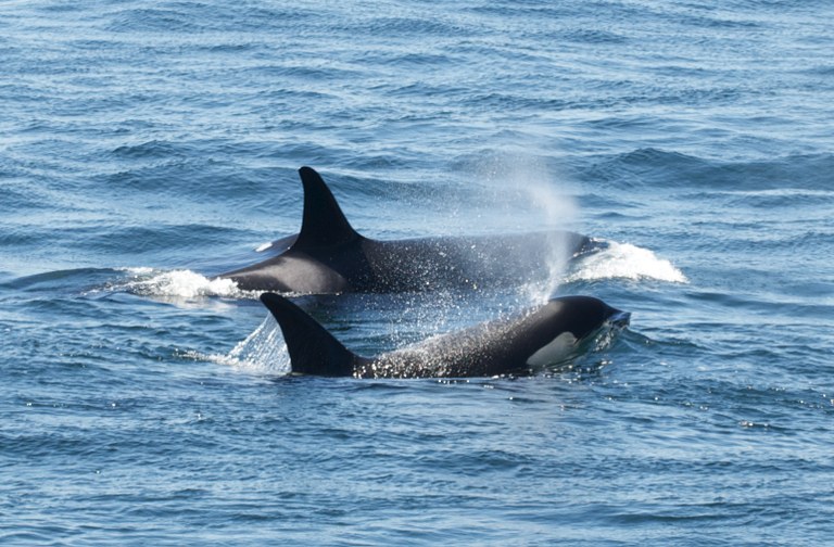 Orcas swimming in the Puget Sound