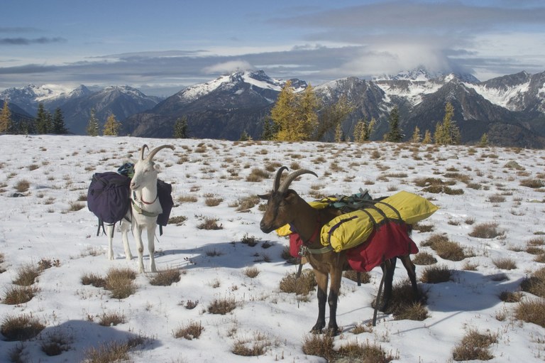 Perry and Goats (2).JPG