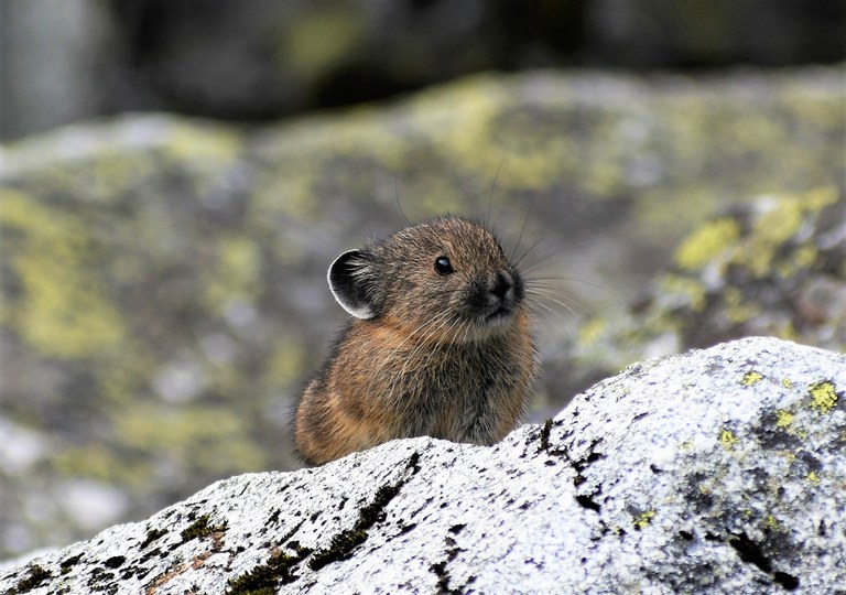 Pika