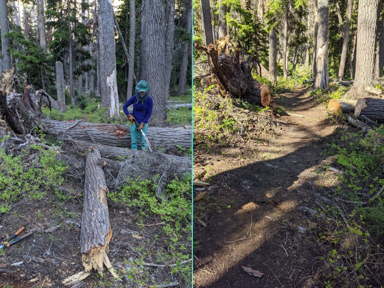 A before and after comparison of a trail after the pro crew had logged it out.