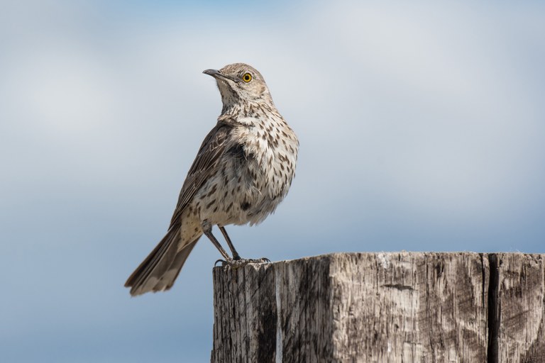 sagethrasher_TaraLemezis_CCflickr.jpg sagethrasher_TaraLemezis_CCflickr.jpg