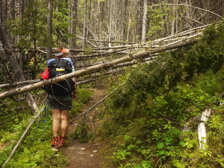 Down trees on trail. Andrea scouts a stream crossing. Photo by Todd Schneider.