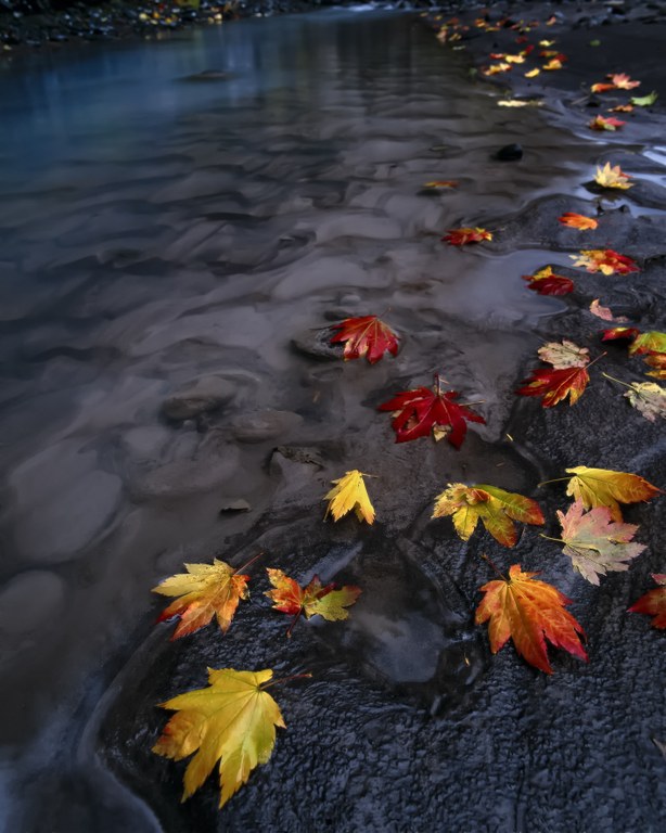 Fallen vine maple leaves in the water.