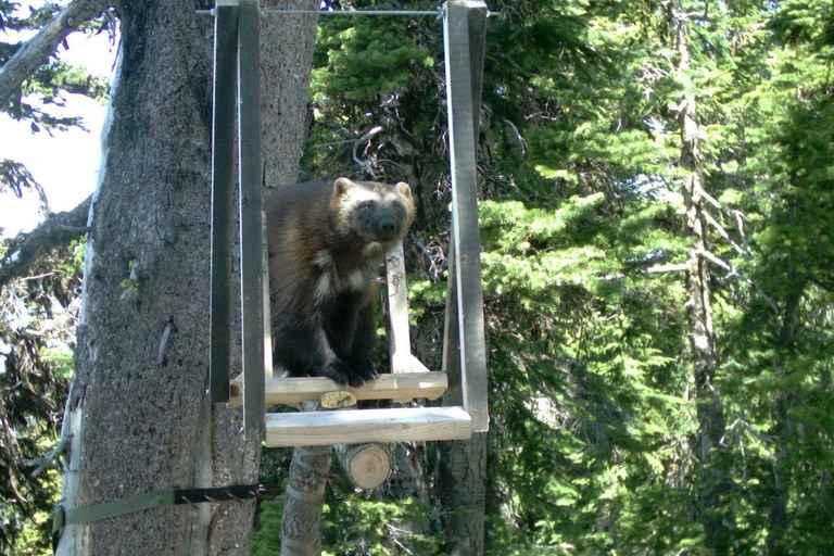 Wolverine. Photo courtesy Roger Christophersen. Wolverine. Photo courtesy Roger Christophersen.