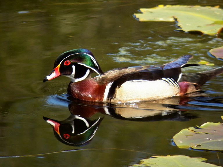 Wood Duck. Photo by Bill Pittman.