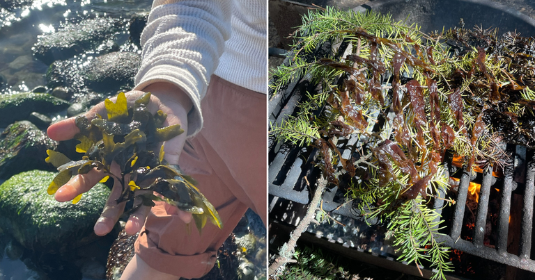 The seaweed harvest of May 2023 with my community. We harvested rockweed and nori, roasting the latter on Douglas fir boughs over a campfire. Photos by Riley Collins A collage of two photos. On the left, a hand holds seaweed. On the right, seaweed is roasted on a grill with fir boughs.