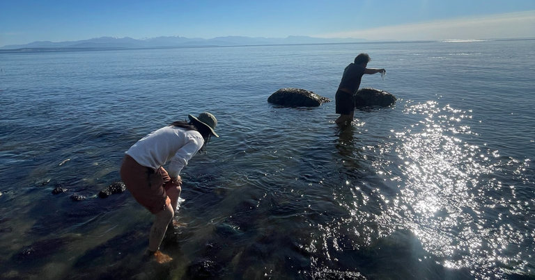 Connecting with nature while foraging seaweed in the Salish Sea. Photo by Riley Collins Two foragers wade into the water in search of seaweed.