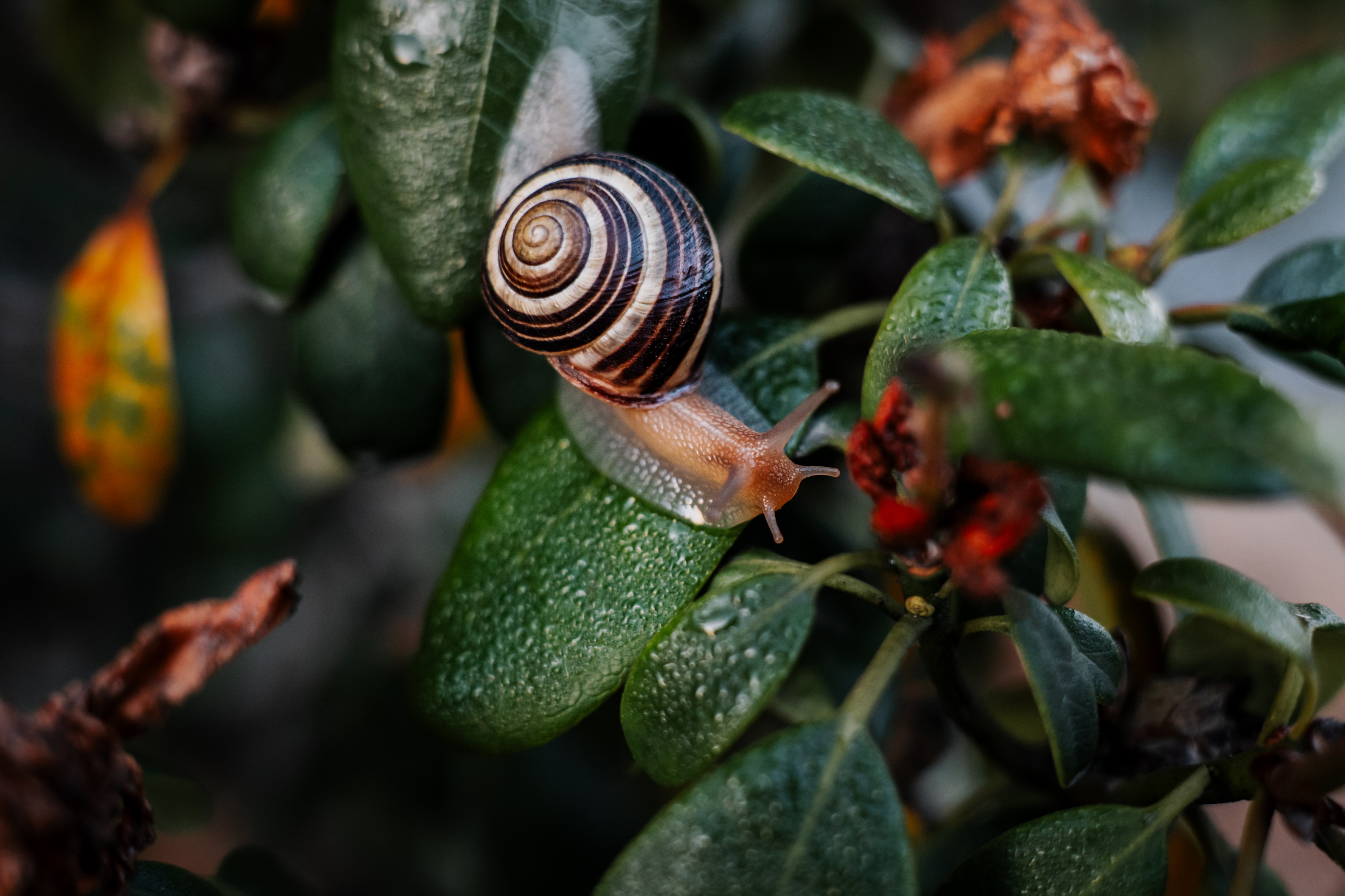 Flora and Fauna 2nd Place photo by David Pass Snail with black and white shell on bright green leaves.