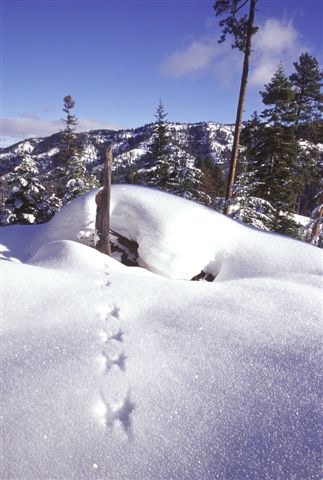 A coyote print. Snow makes it easy to watch for tracks. Photo courtesy of WTA archive snowshoe hair tracks in the snow