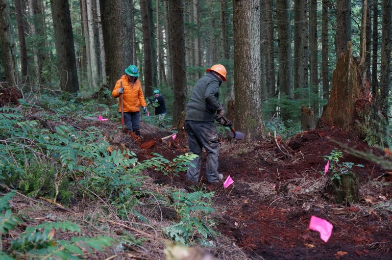 Squak Mountain Volunteer etch in a new trail in the forest.