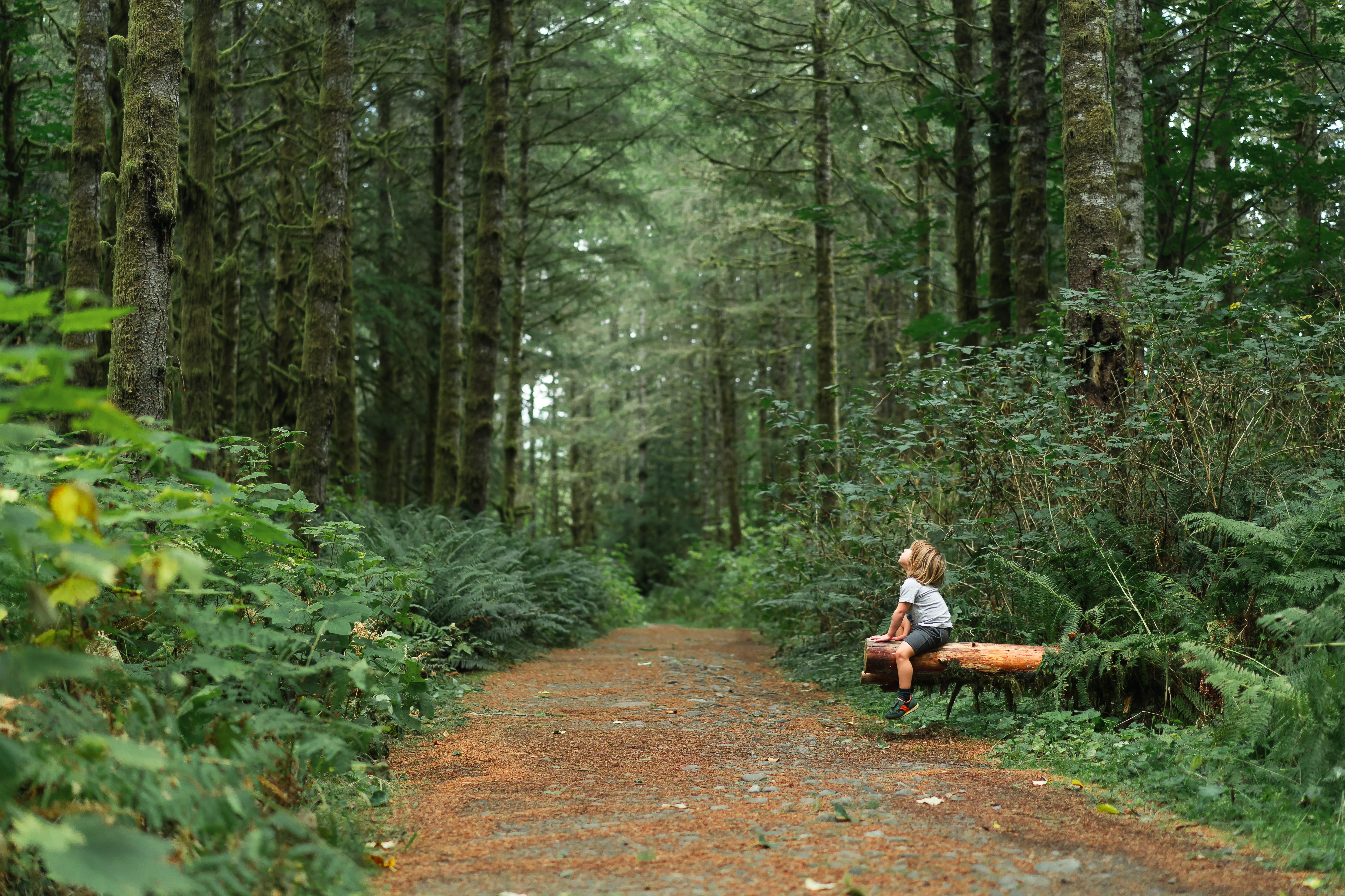Child sitting on log on trail looking up at towering evergreens.