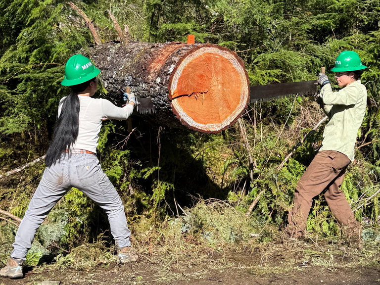 Two sawyers practices their crosscut skills on a log.