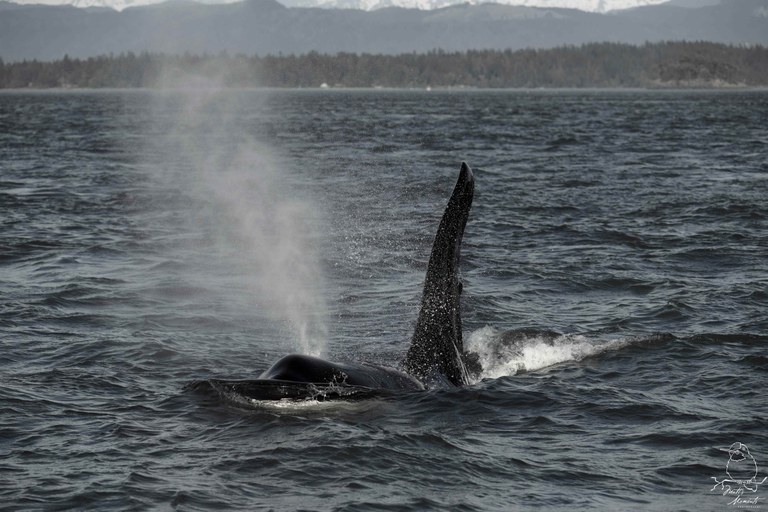 A whale coming out of the water with kelp on its fin. Photo by Matt Leaman.