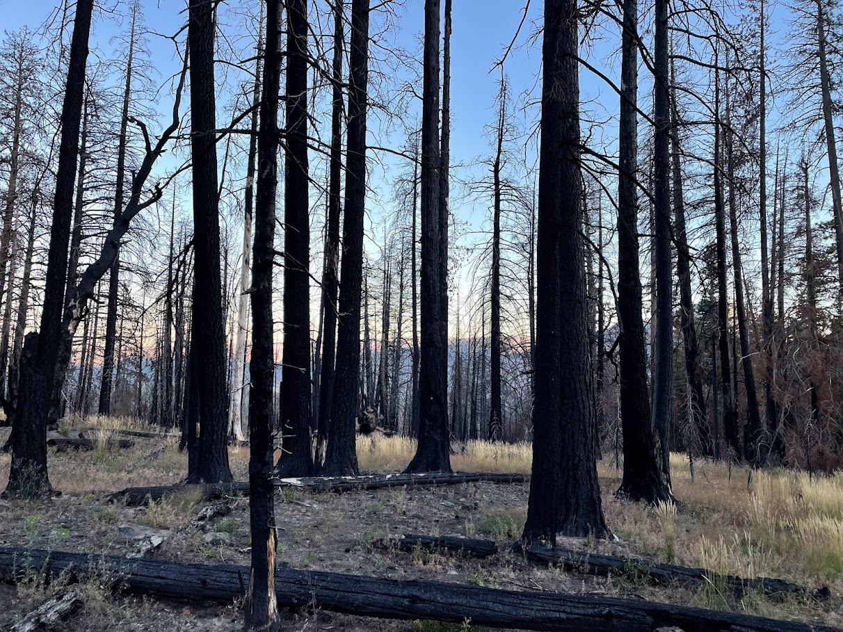 Burn scar after the Schneider Springs Fire. Photo by Michael DeCramer